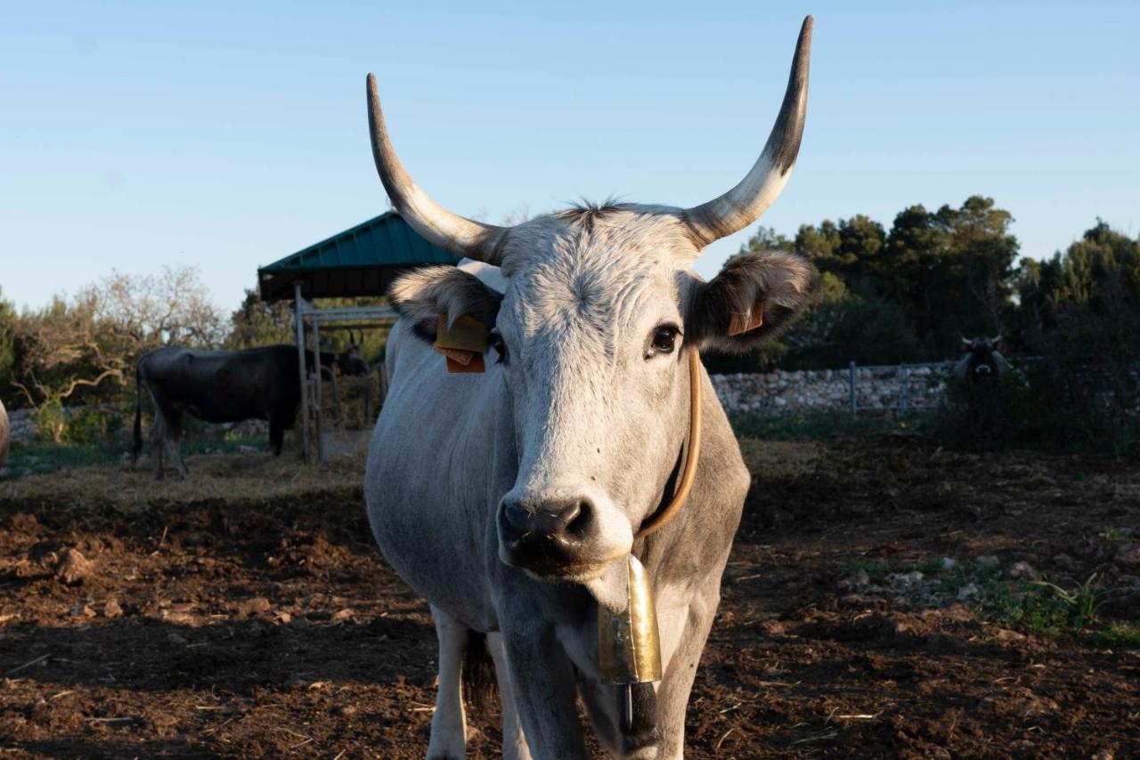 Donnapaola Modern Farm Altamura Exterior foto
